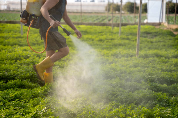 Best Exterminator Services  in Waskom, TX