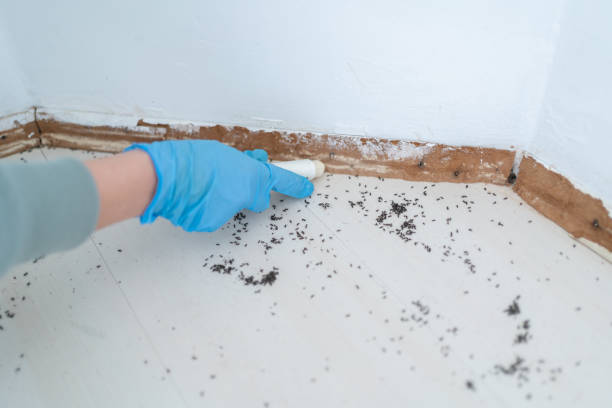 Insect Control in Waskom, TX