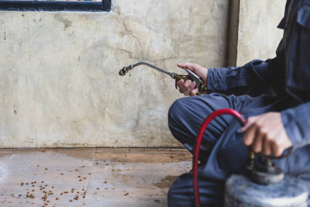 Best Termite Control Services  in Waskom, TX